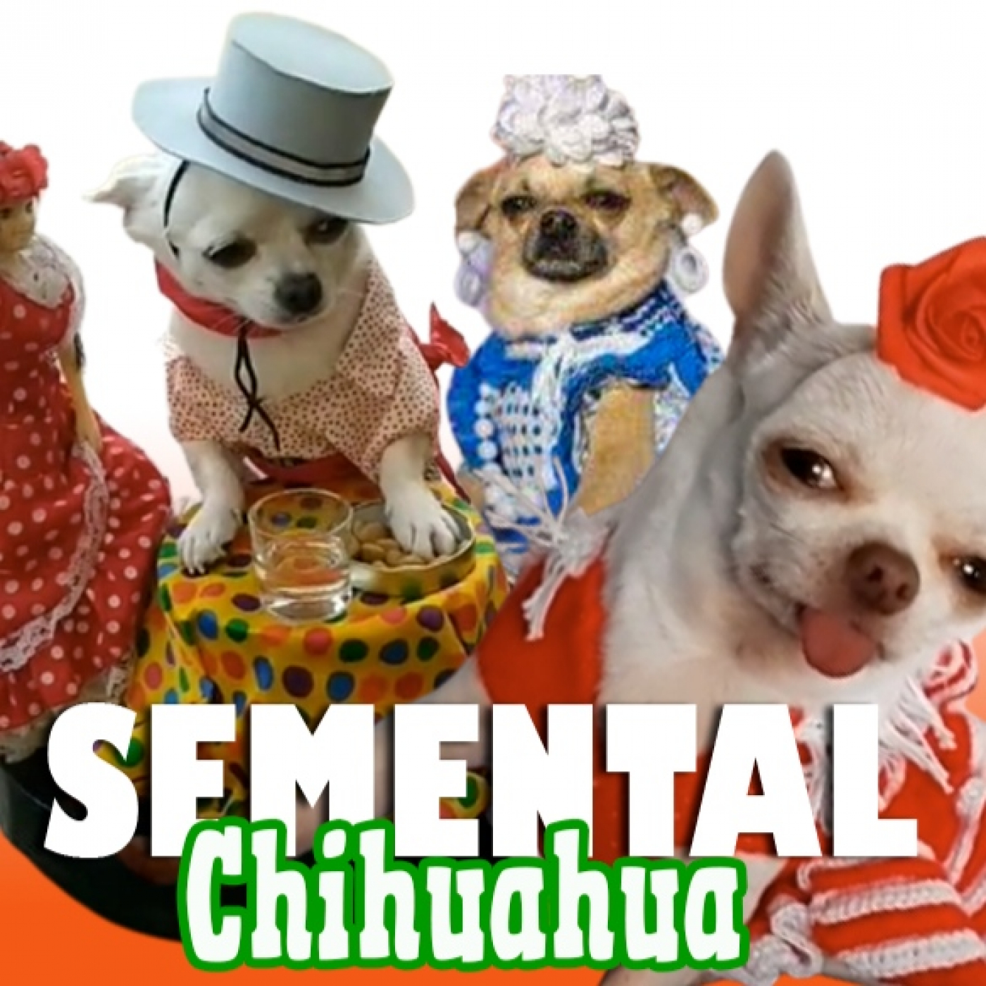 Semental Chihuahua