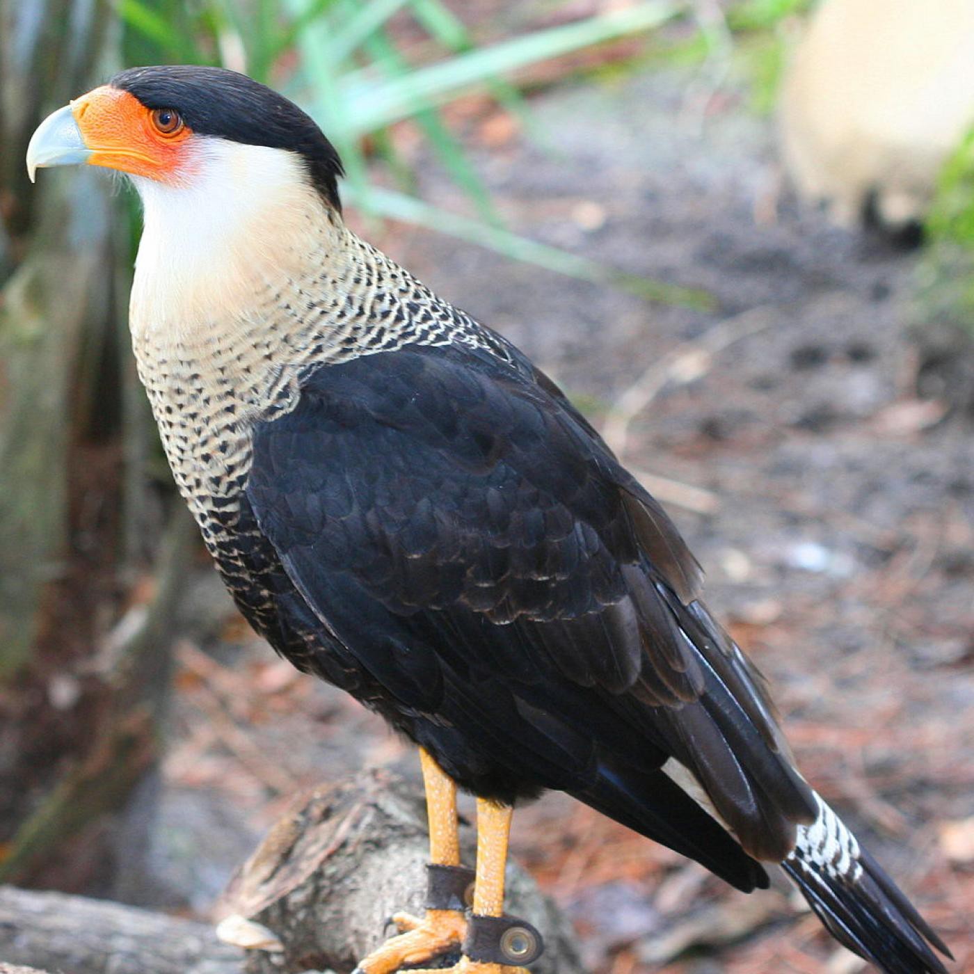 Llamado del caracara moñudo o norteño (Caracara cheriway)