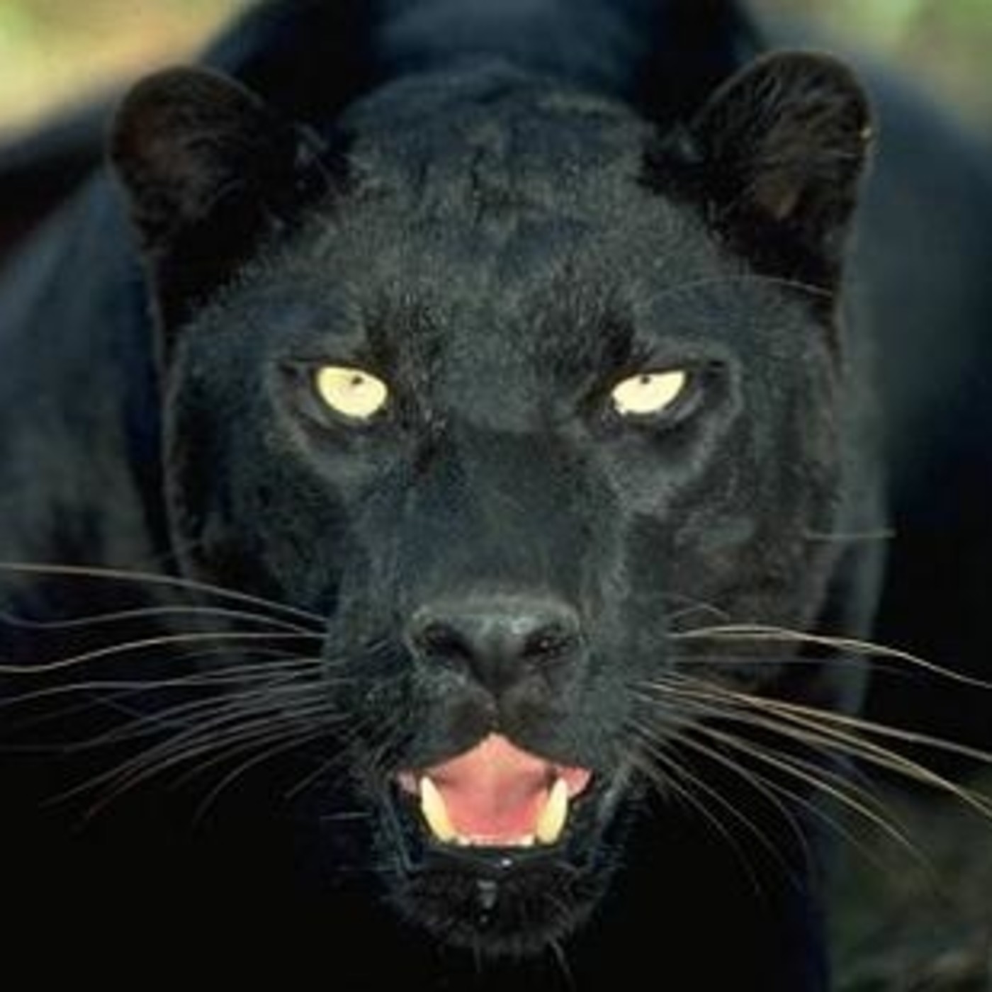 ANIMALES DE PODER