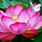 Musica Reiki Energia al Corazón