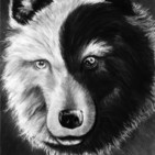 El lobo negro y el lobo blanco (cuento Cherokee)
