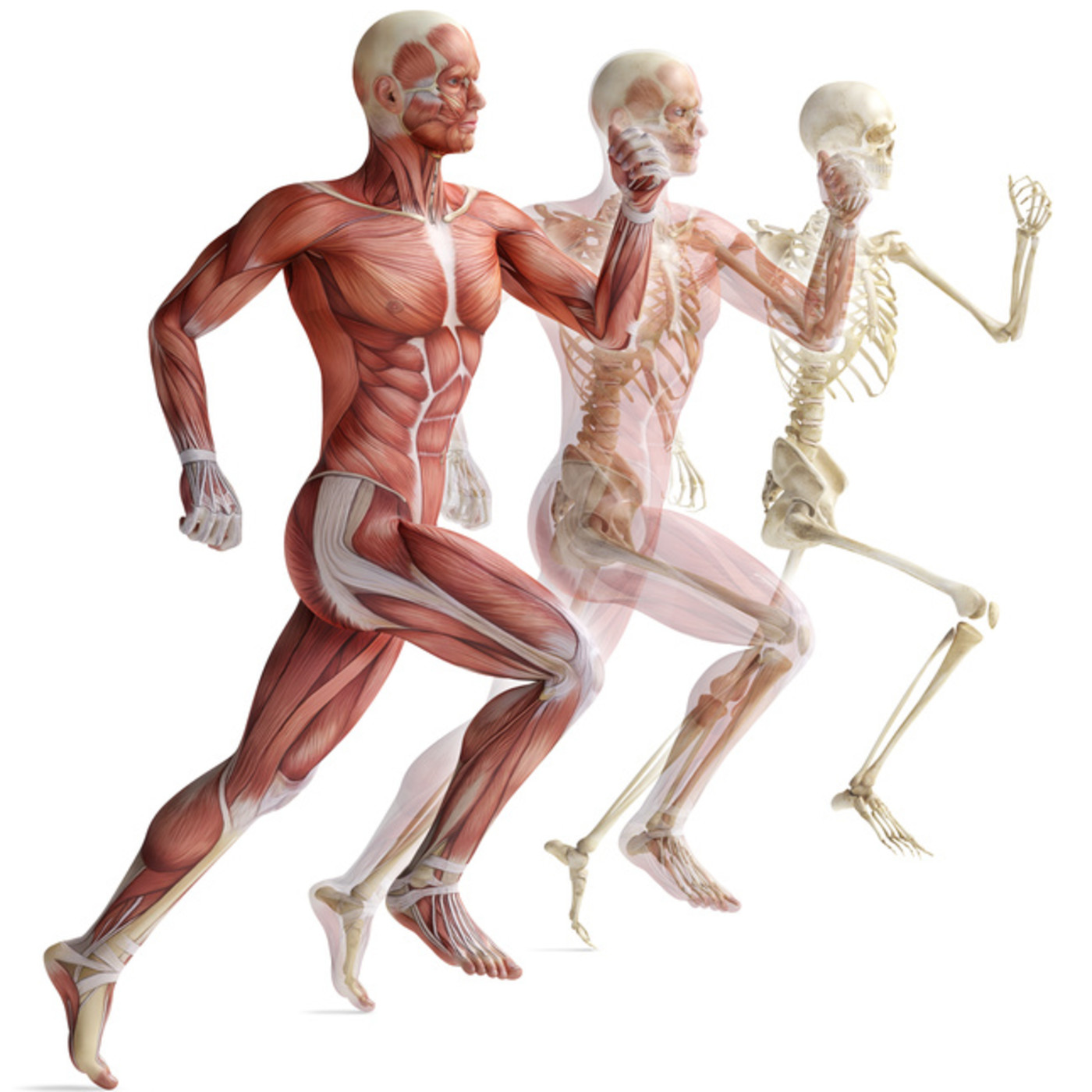 Cuerpo Humano y Salud