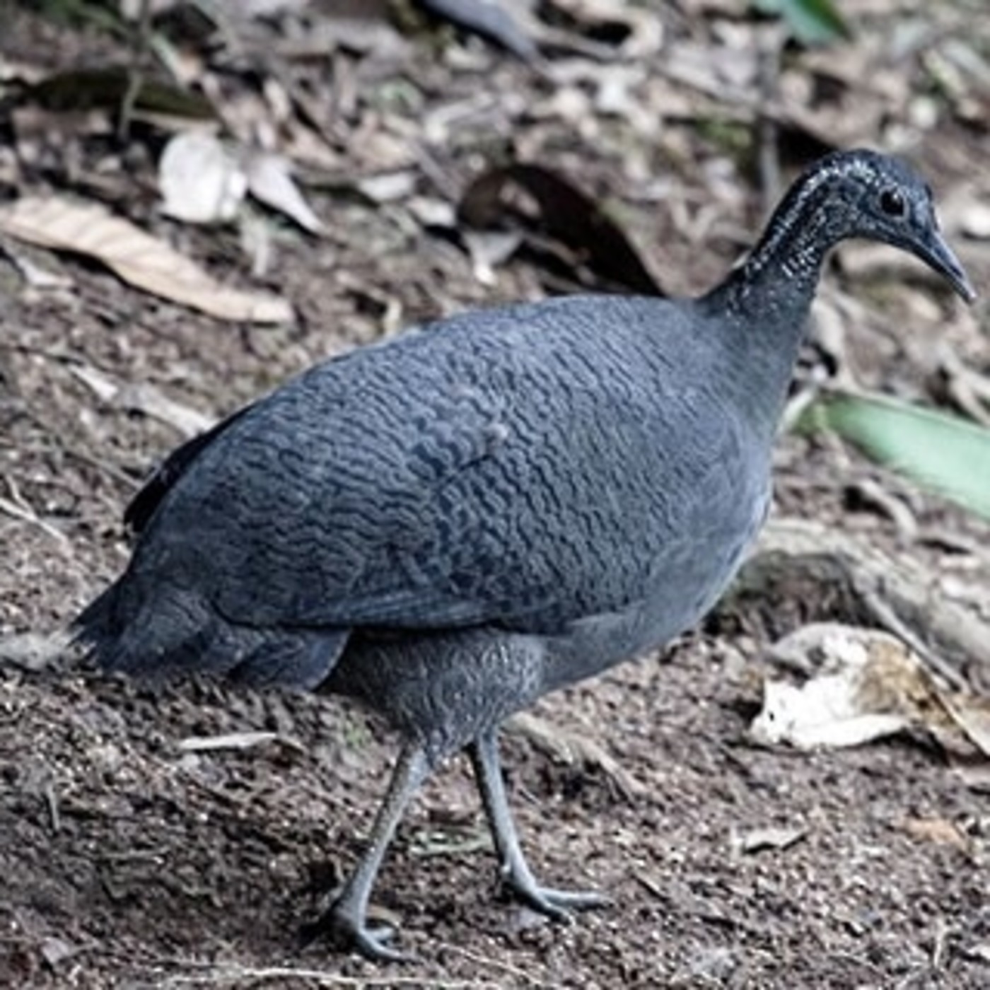 Estudio de Aves Ecojugando