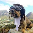 Cuento 'el perro que queria volar'