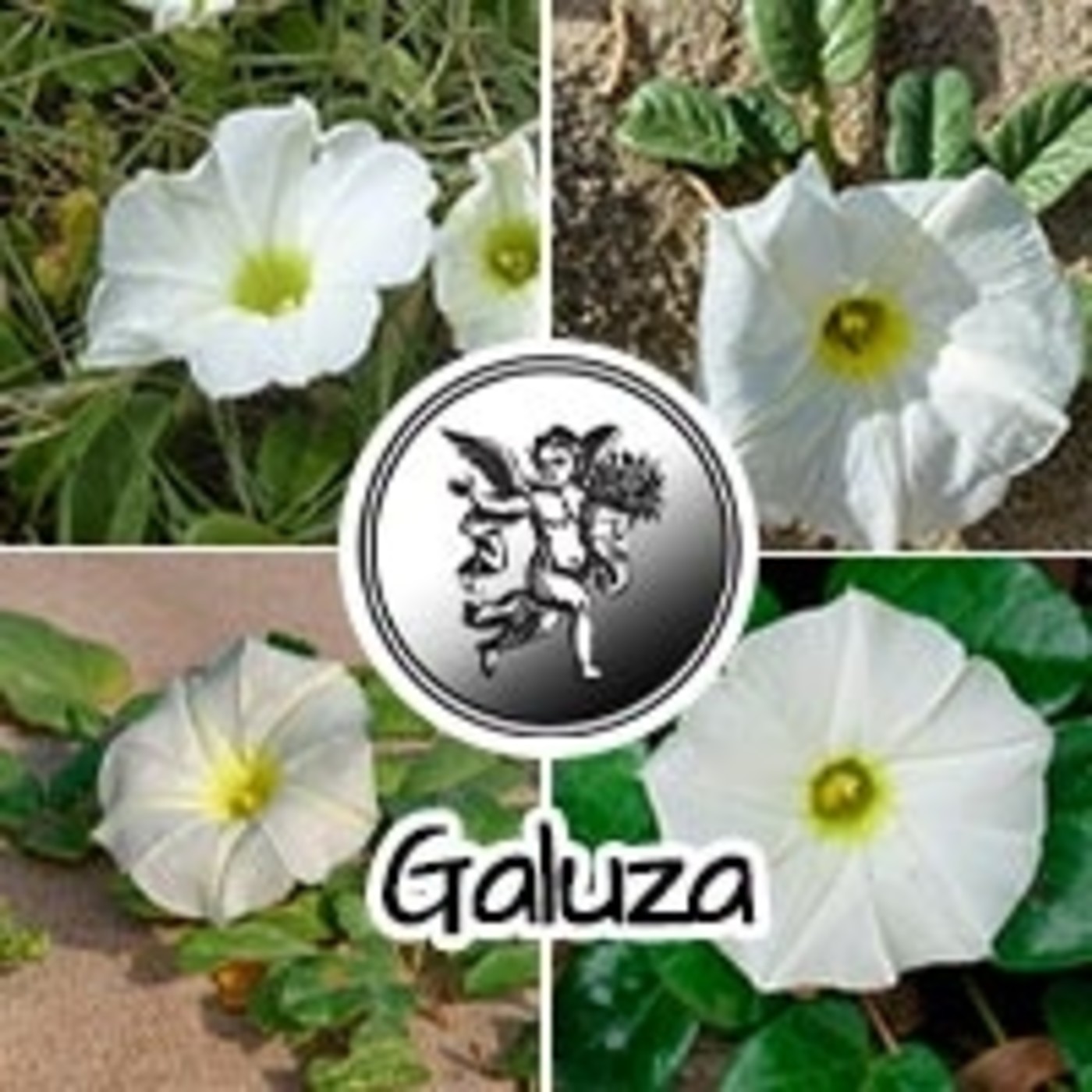 El Ángel de tu Salud - GALUZA* episode artwork