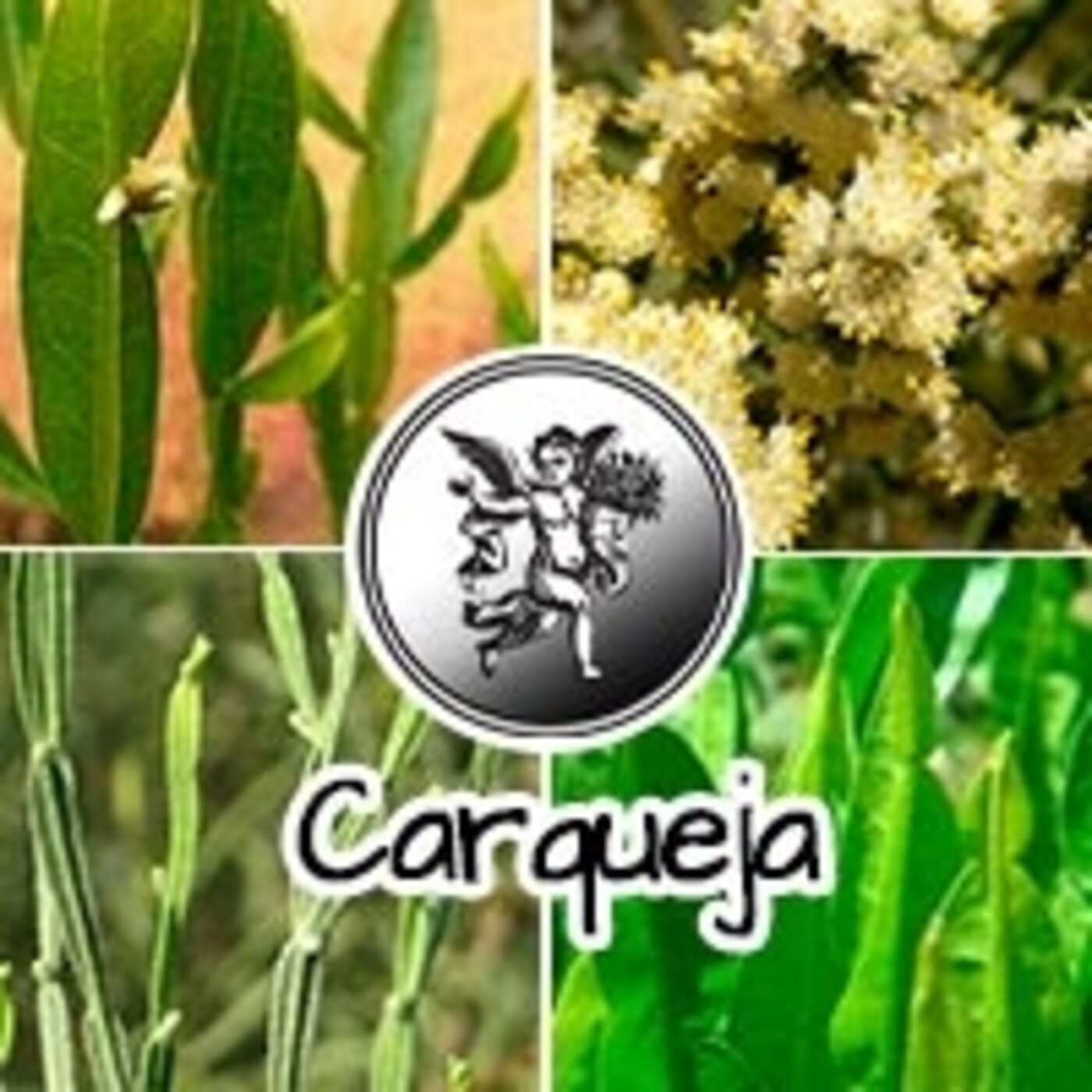 El Ángel de tu Salud - CARQUEJA episode artwork