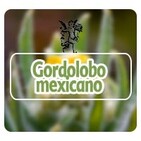 El Angel de tu Salud - GORDOLOBO MEXICANO*