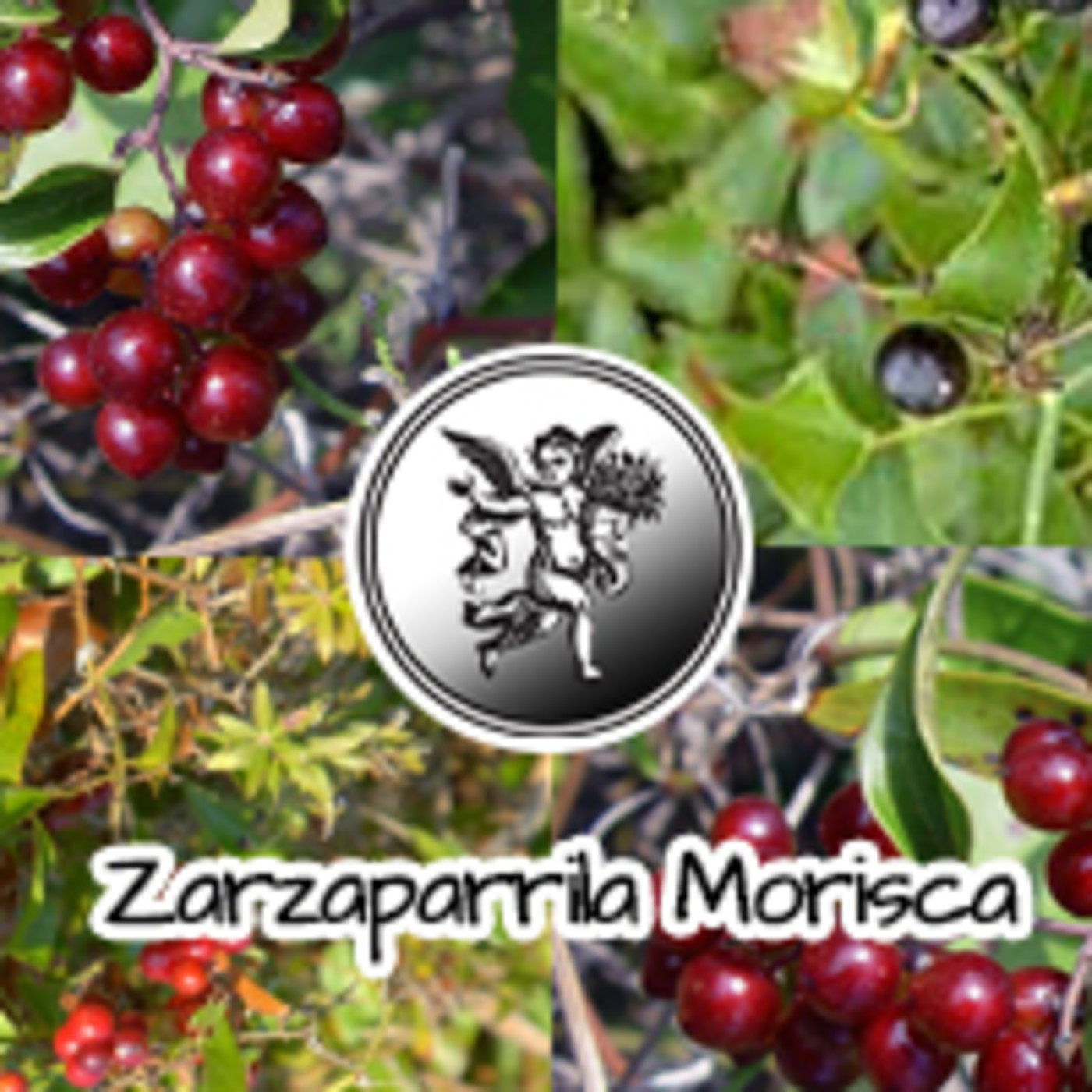 El Ángel de tu Salud - ZARZAPARRILLA MORISCA ****