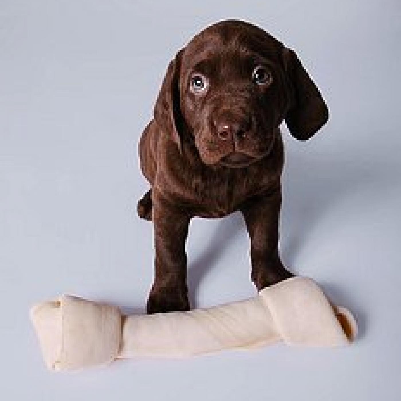 Podcast de Mi Perro Educado