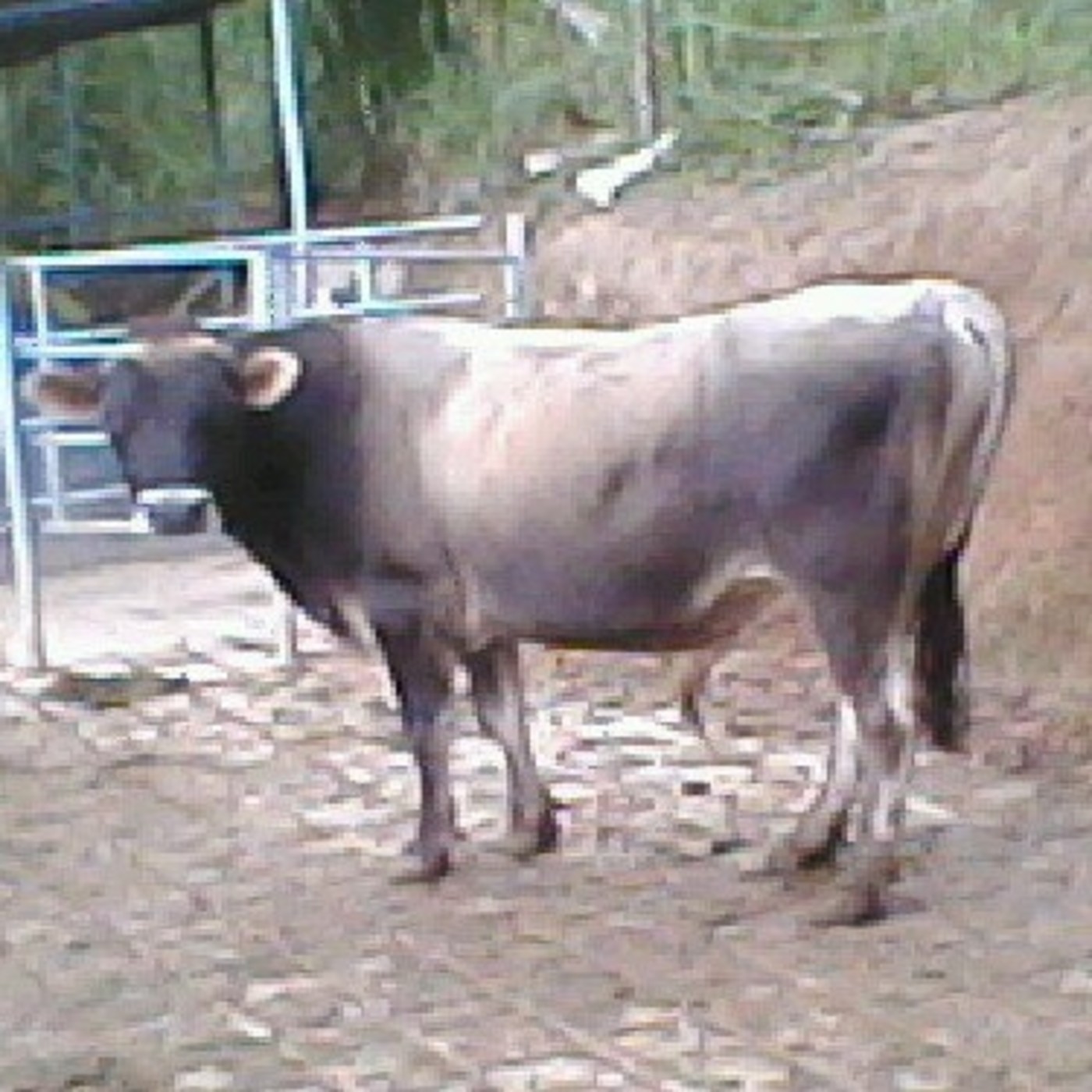 Jesus Figueredo Hidalgo