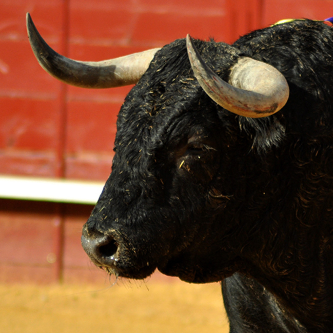El Albero de COPE Pinares