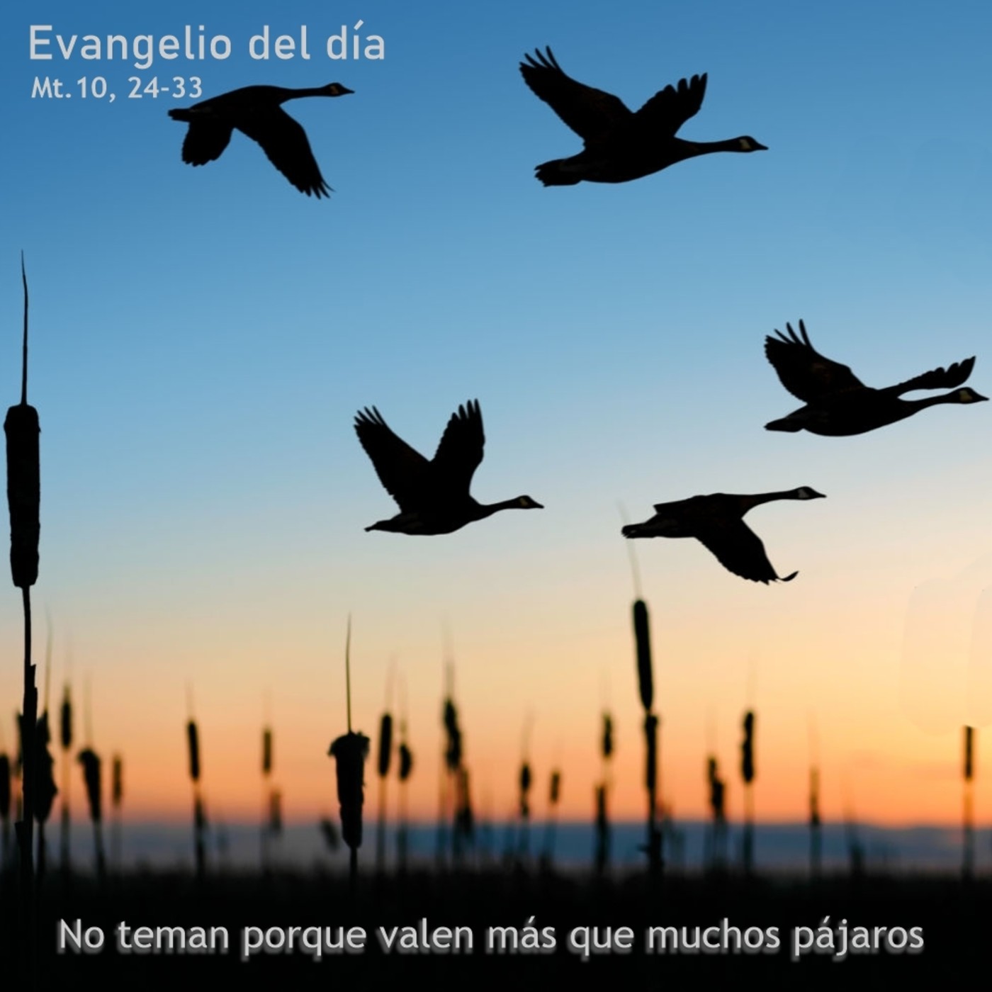 11 de julio de 2020