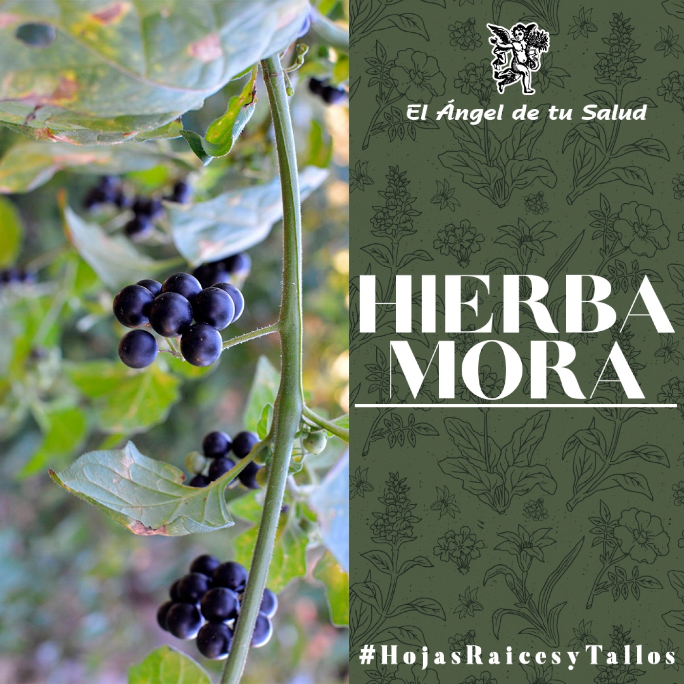 El Ángel de tu Salud - Hierba Mora**