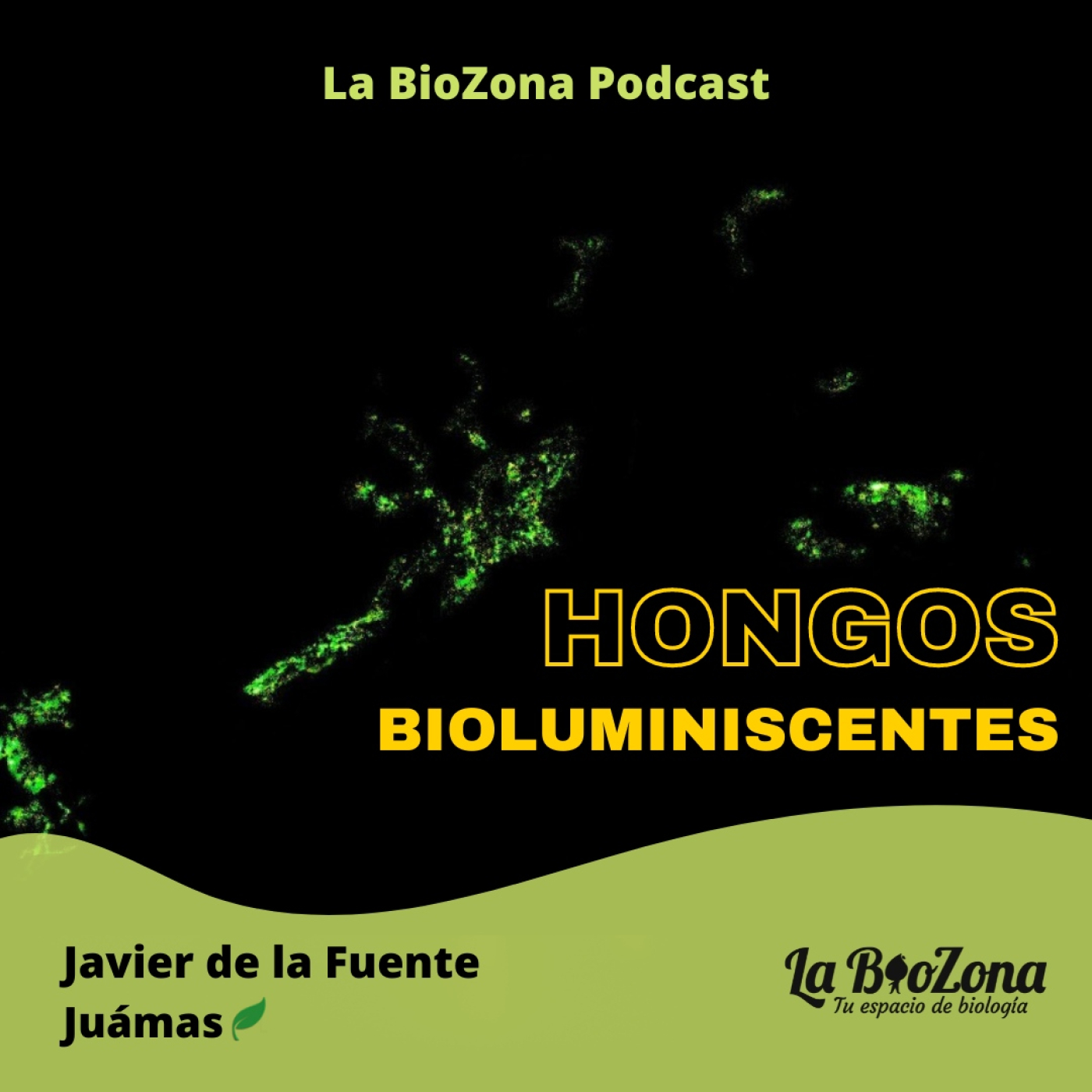 Descubren hongos bioluminiscentes en Quintana Roo episode artwork