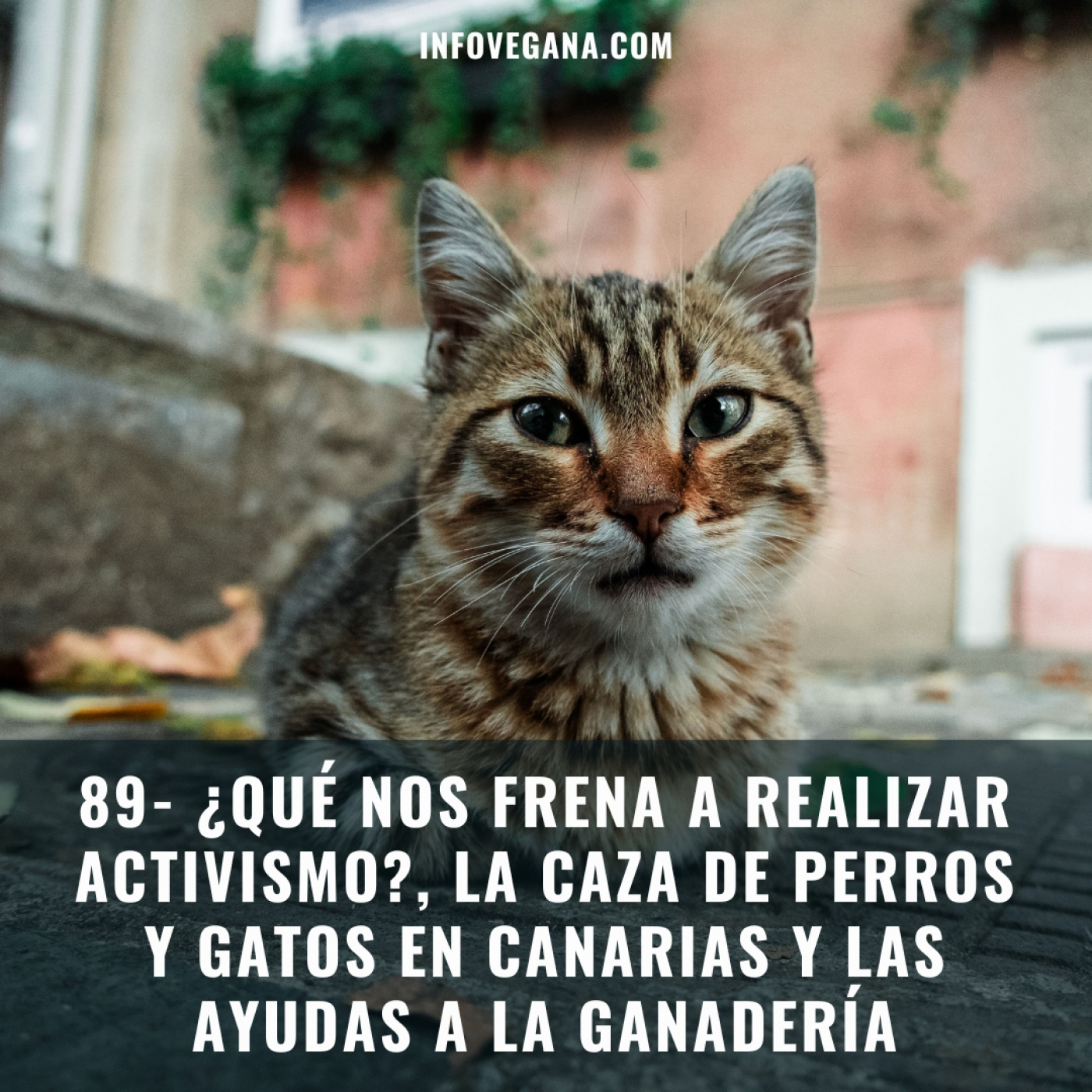 Infovegana, podcast de veganismo y sostenibilidad