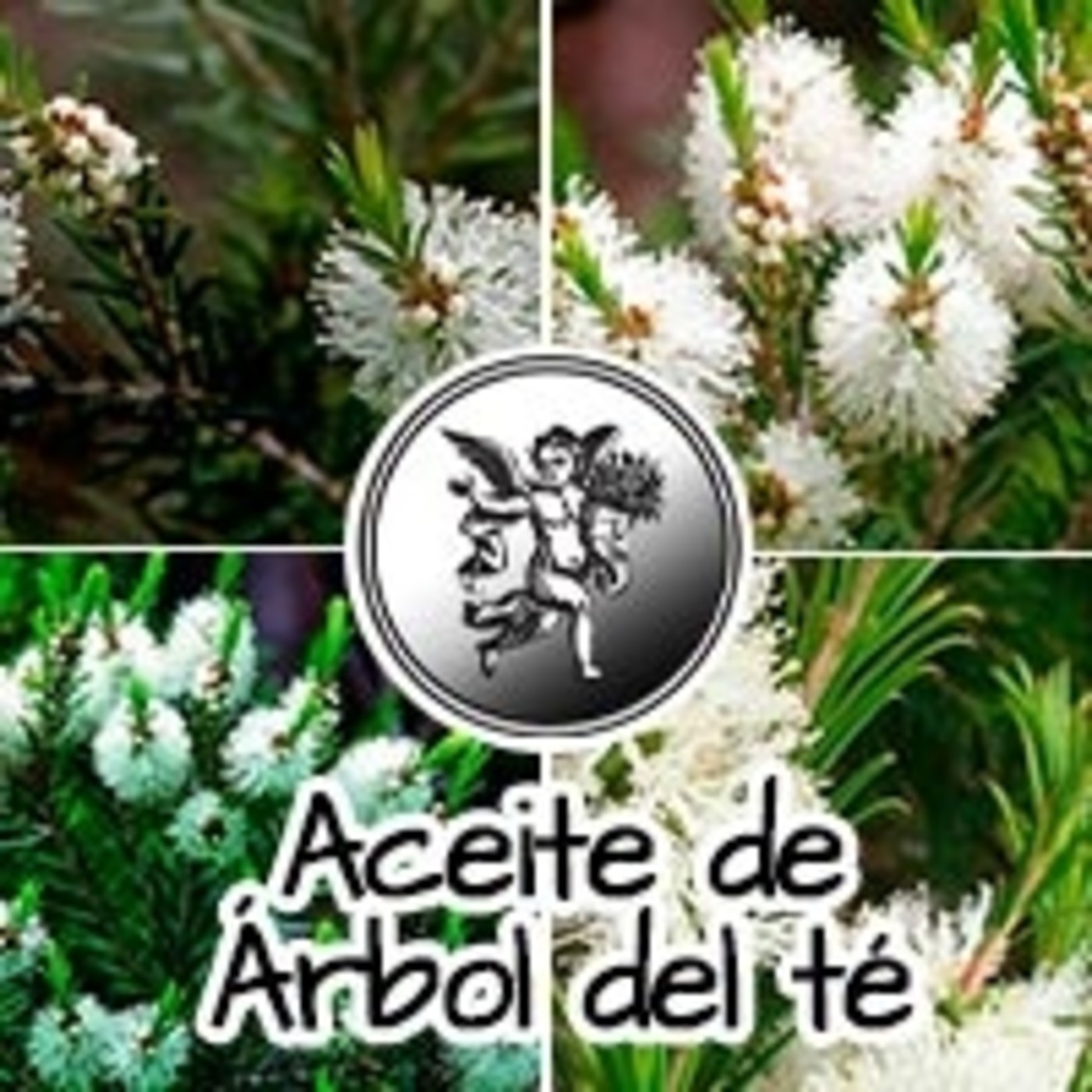 El Ángel de tu Salud - ACEITE DE ÁRBOL DEL TÉ
