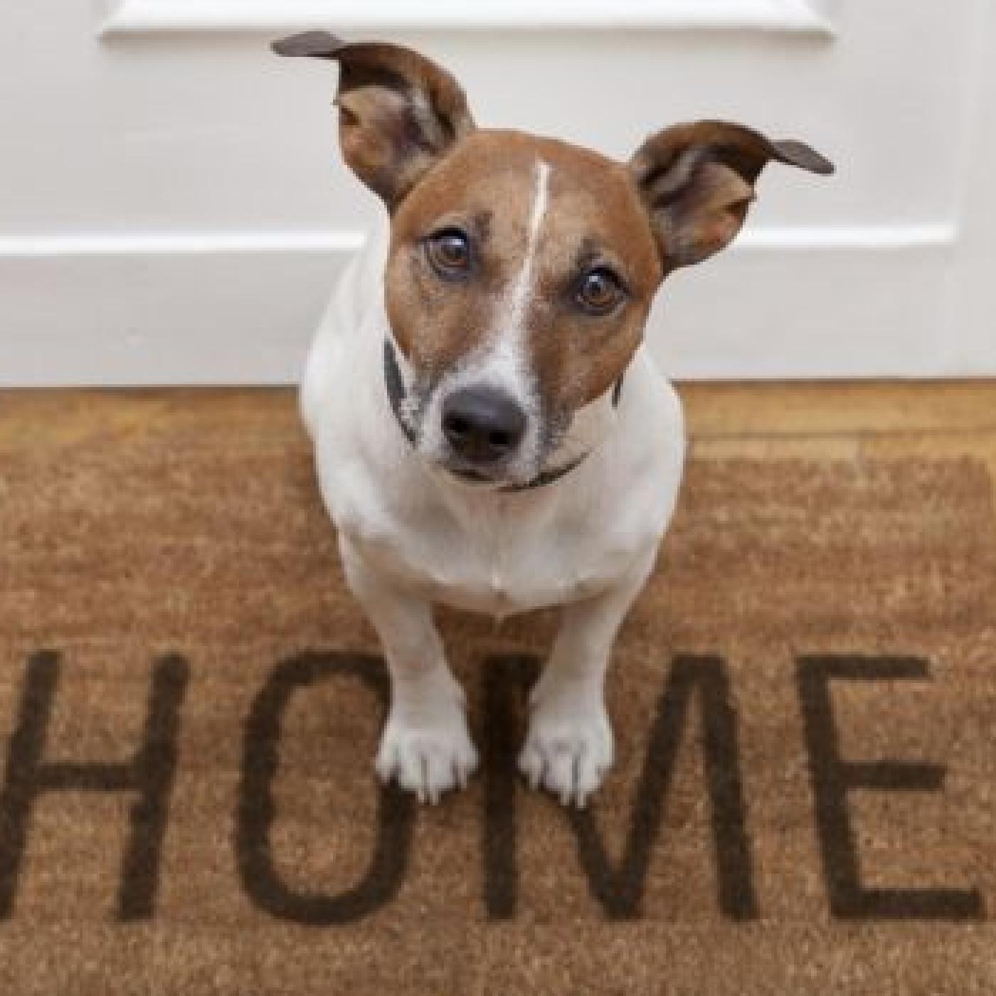 Nuestras Mascotas - Buzón "Mascotero" 2016-07-05