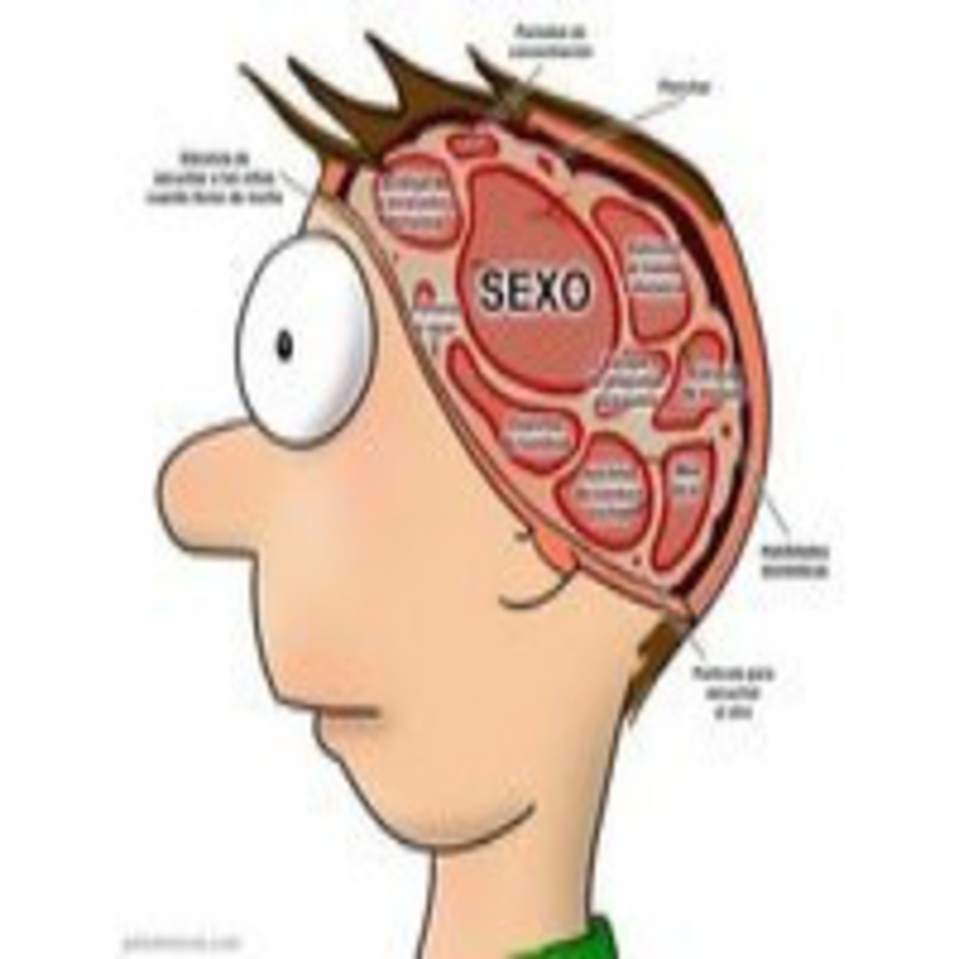 El cerebro humano