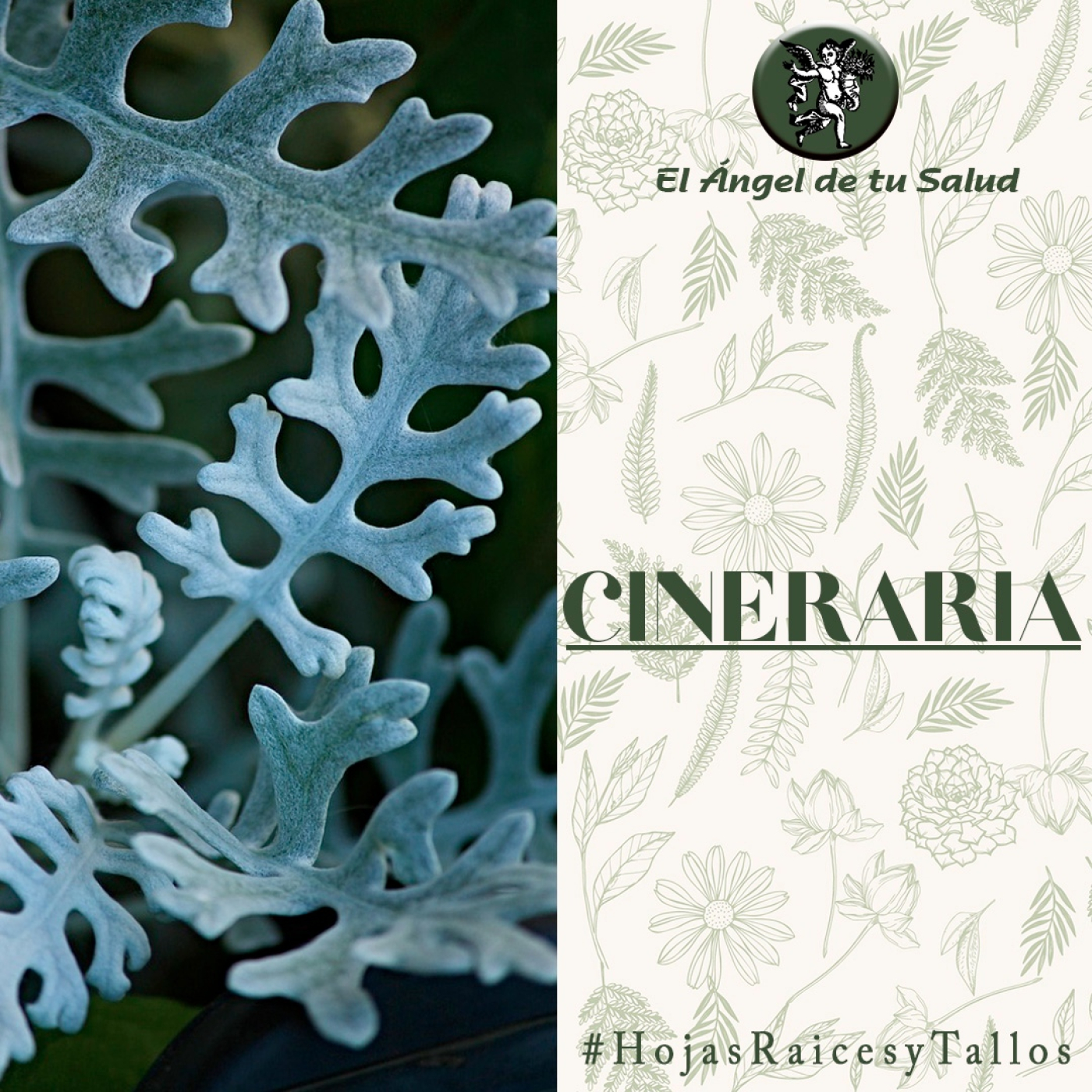 El Ángel de tu Salud - Cineraria** episode artwork