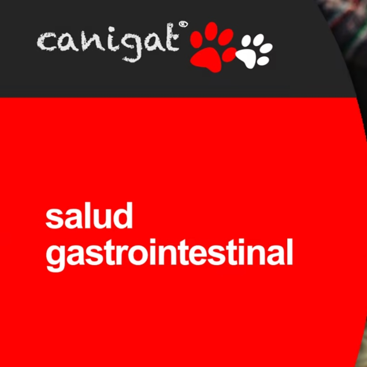 Consejos veterinarios de perros y gatos by canigat