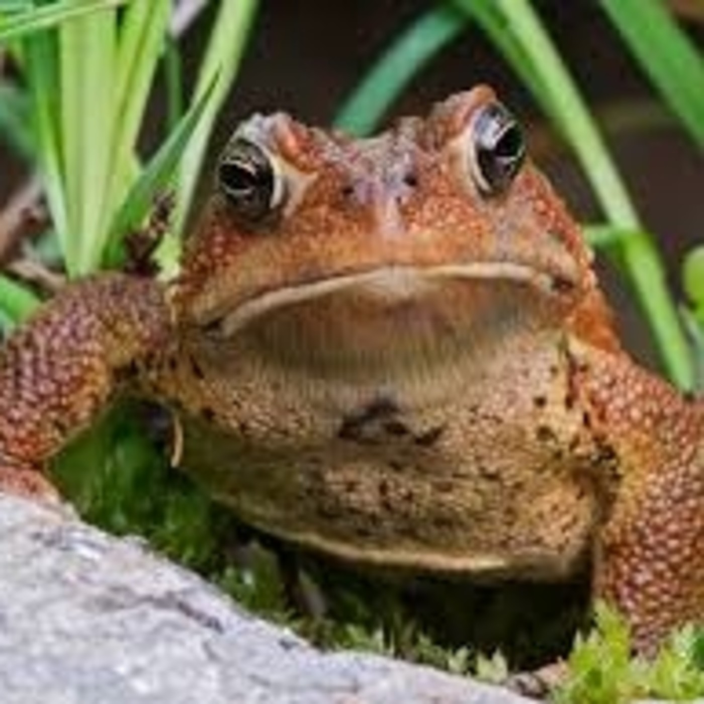 Podcast de Gente de pocas palabras