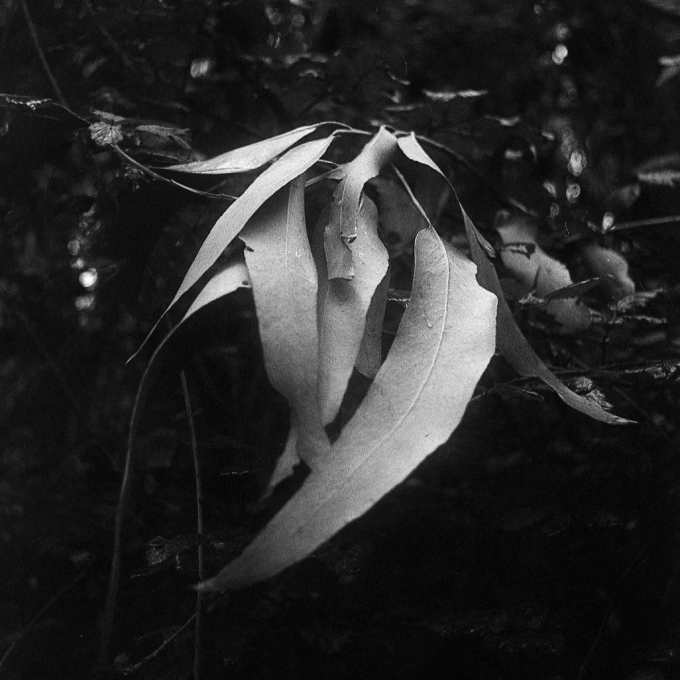 Aleta Dorsal