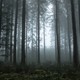 El bosque (el significado)