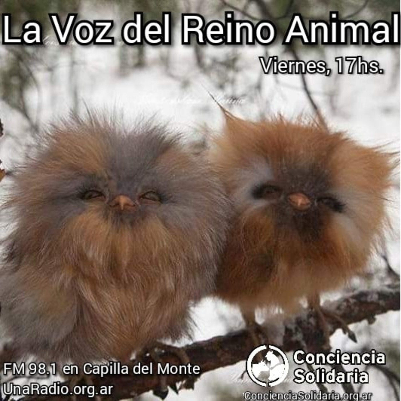 #LaVozDelReinoAnimal 22.11.19 episode artwork