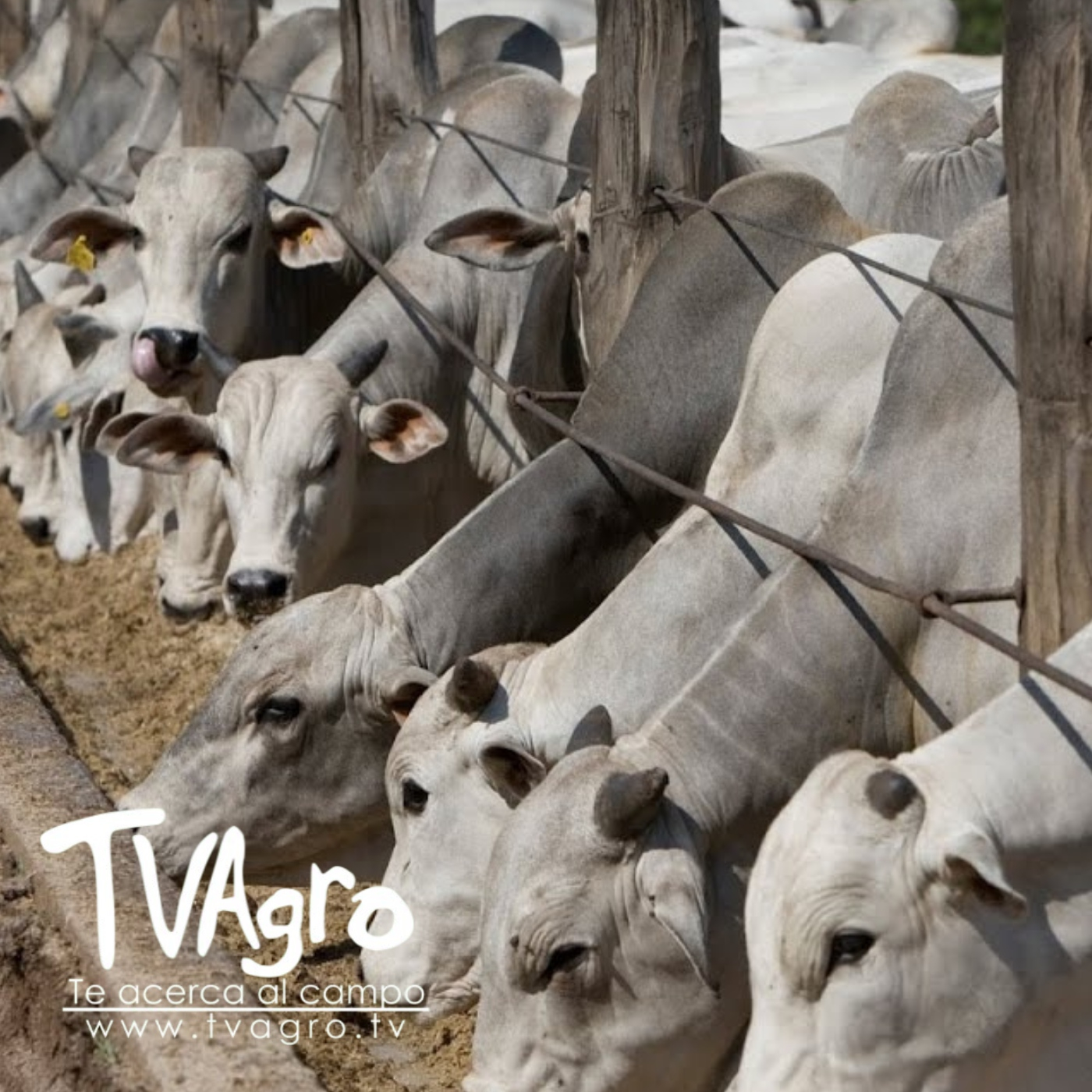 TV AGRO
