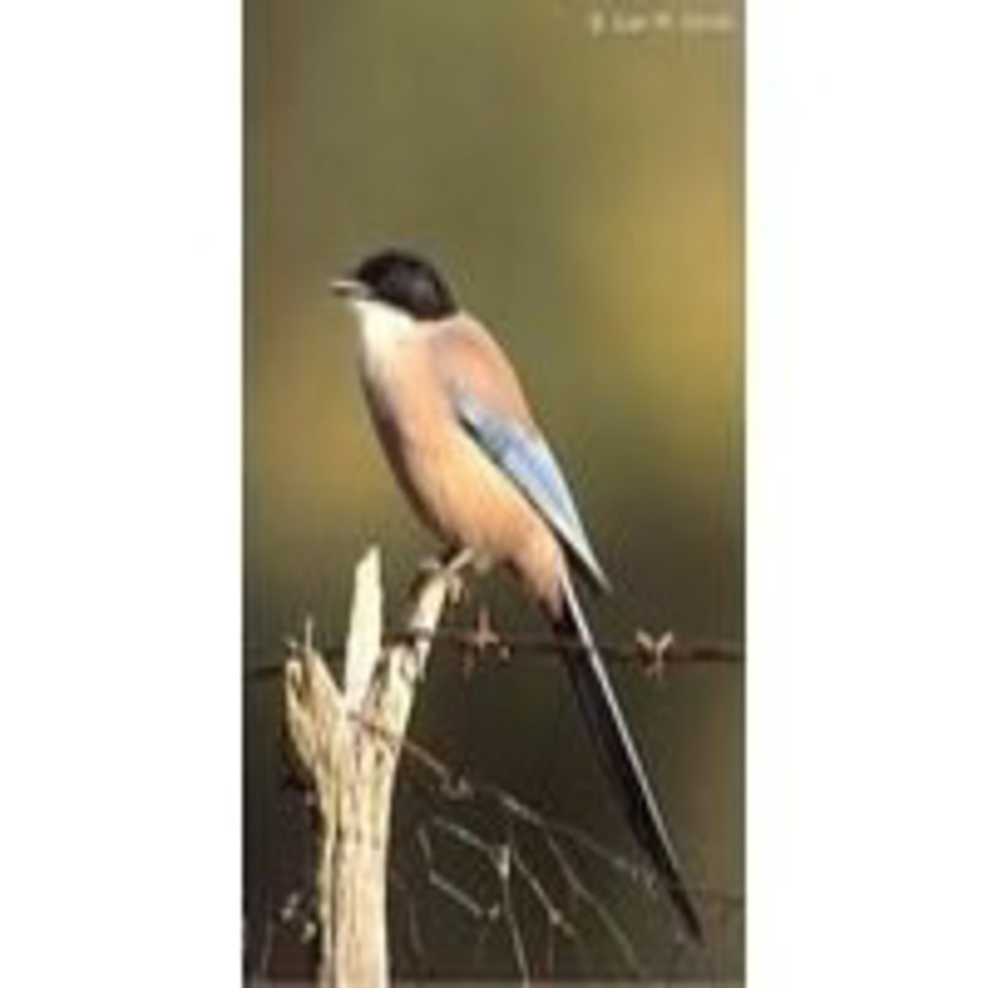 Comentario a las lecturas del 28 de diciembre de 2012 Los Santos Inocentes