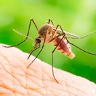 Mosquitos
