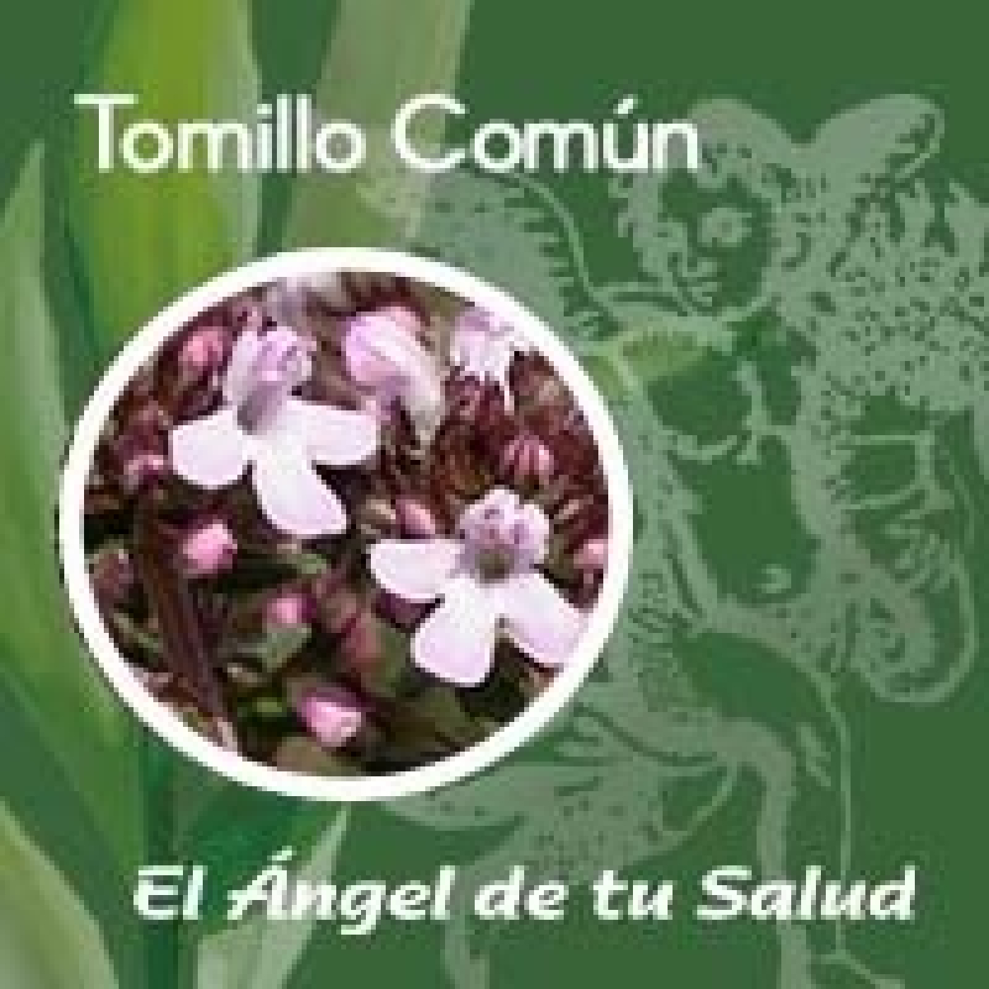 El Ángel de tu Salud - Tomillo Común** episode artwork