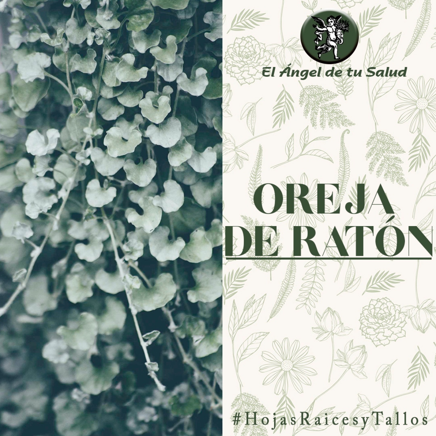 El Ángel de tu Salud - Oreja de Ratón** episode artwork