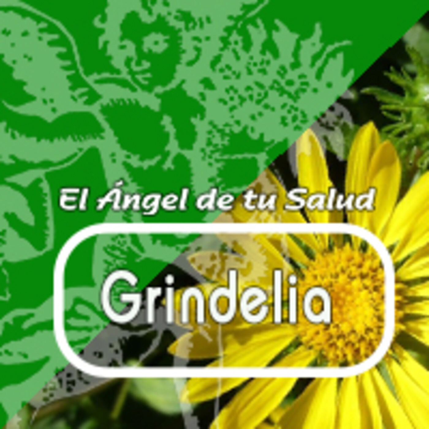 El Angel de tu Salud - GRINDELIA *** episode artwork