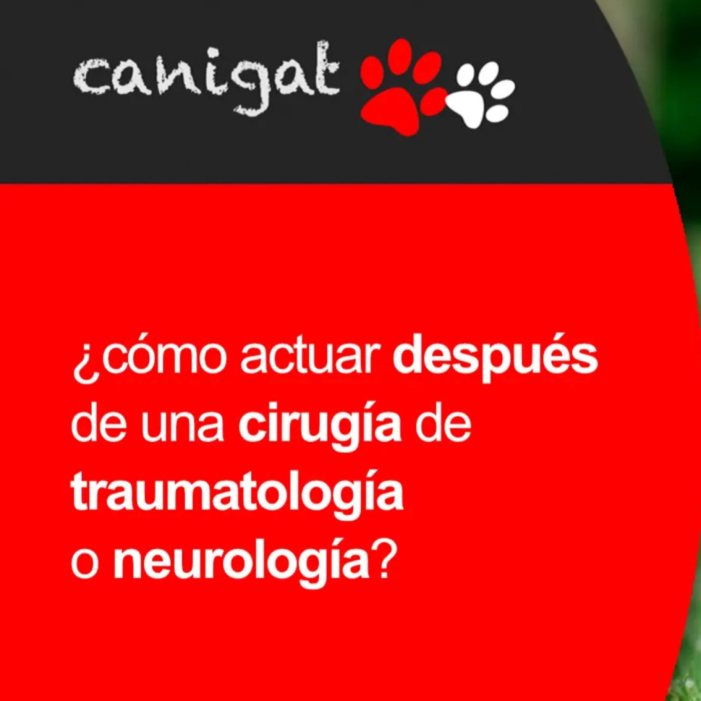 Consejos veterinarios de perros y gatos by canigat