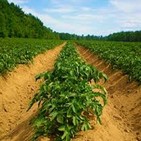 En condiciones de distribuir microorganismos eficientes planta de bioplaguicidas de Mayabeque