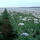 21-10-2019 Eliminando las plantas usadas como materia prima para la creación de estupefacientes