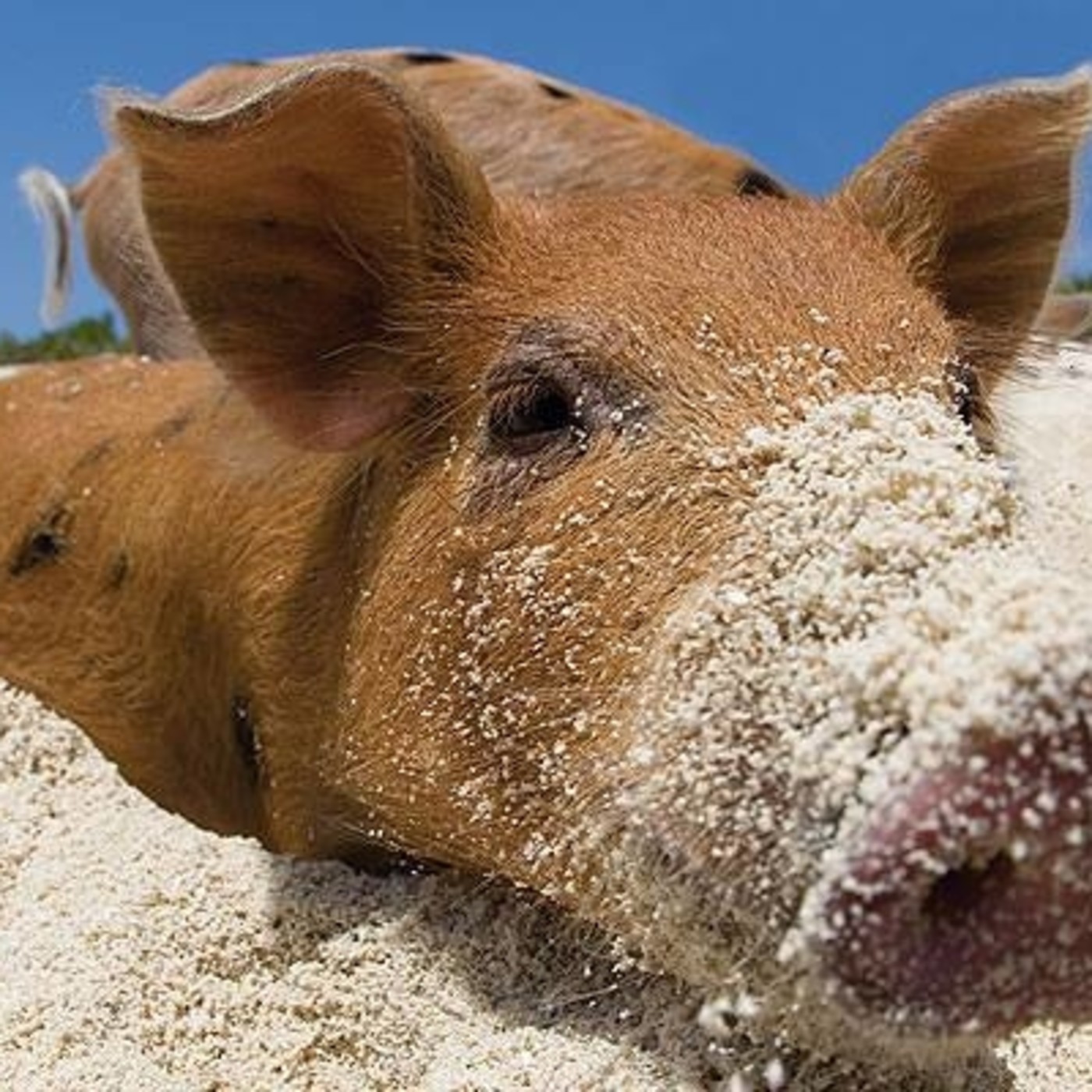 El Chancho Y La Maceta