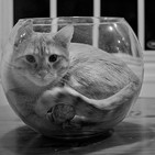 Premios IG Nobel 2017. Gatos líquidos, cambio de sexo y flautas intravaginales con Francis Villatoro. 308. LFDLC