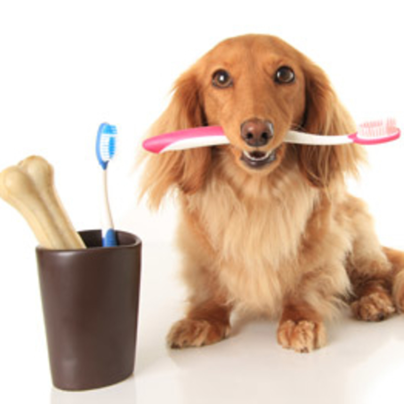 Nuestras Mascotas - Dientes Sanos