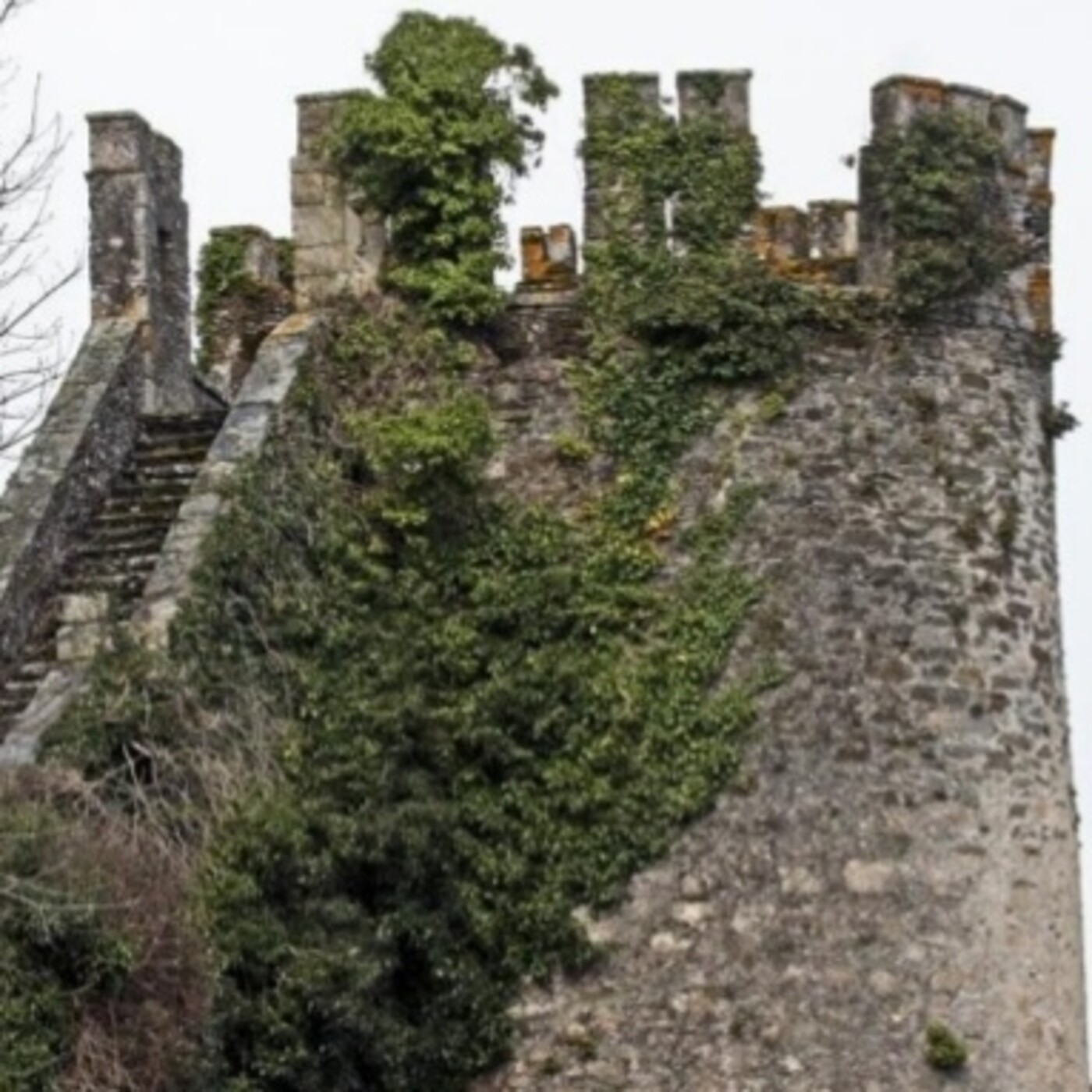 Bolboreta