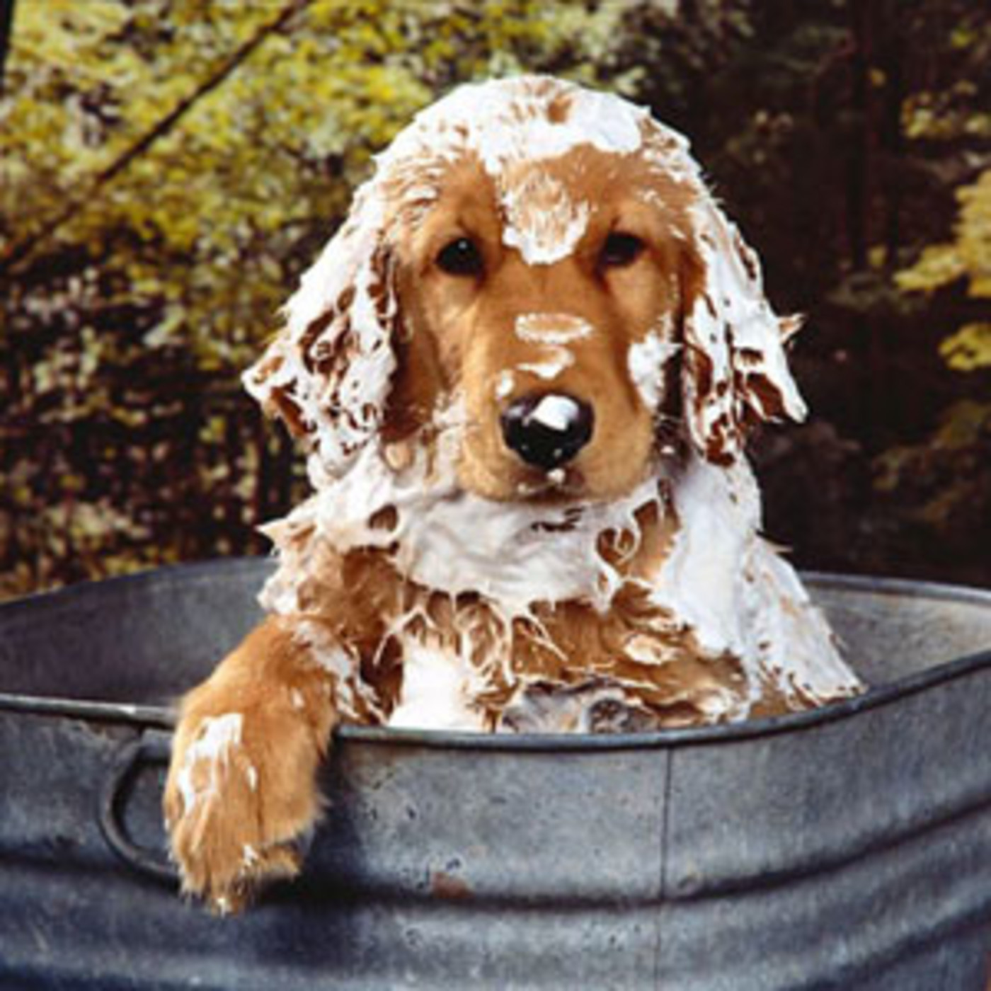 Nuestras Mascotas - Higiene y Cuidados 2016-10-11