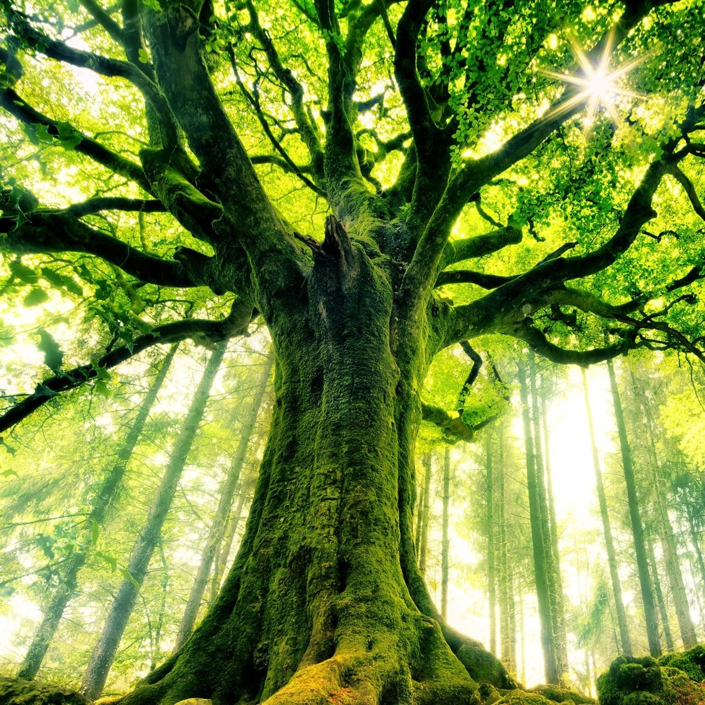 T1 9. Meditación Guiada Abundancia en tu vida, Mindfulness