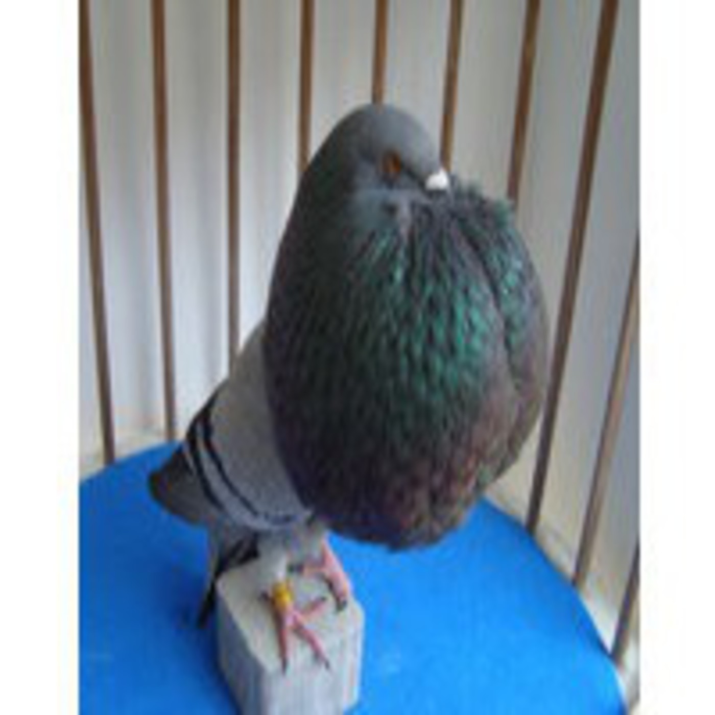 Podcast Escuela Deportiva Municipal Burjassot.