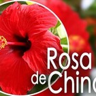 El Ángel de tu Salud - ROSA DE CHINA