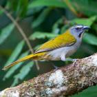 Canto del guayabero ajicero (Saltator maximus)