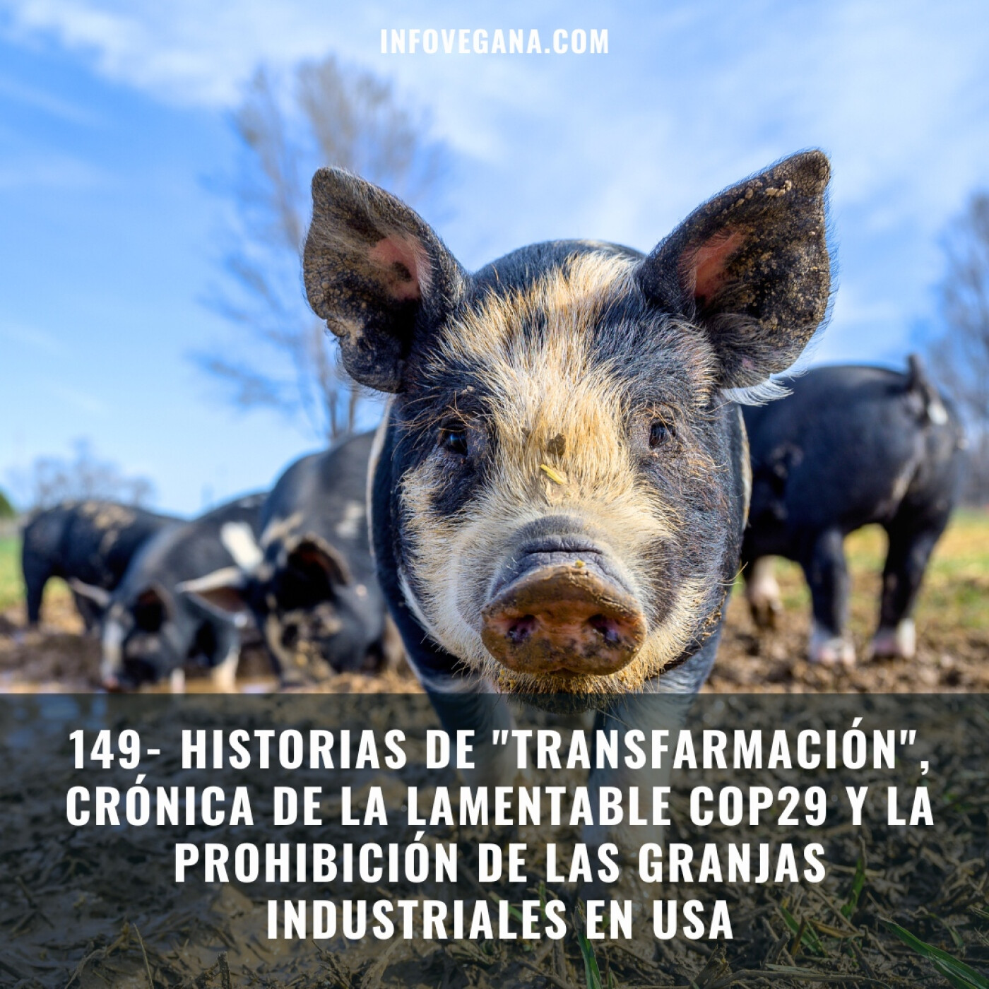 Infovegana, podcast de veganismo y sostenibilidad