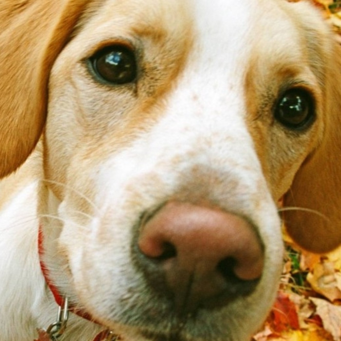 Nuestras Mascotas - Actualidad y Evolución 2016-10-18