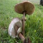 Juan Sanguino nos enseña a hacer canelones de castañas y boletus y 'humus' de castañas.
