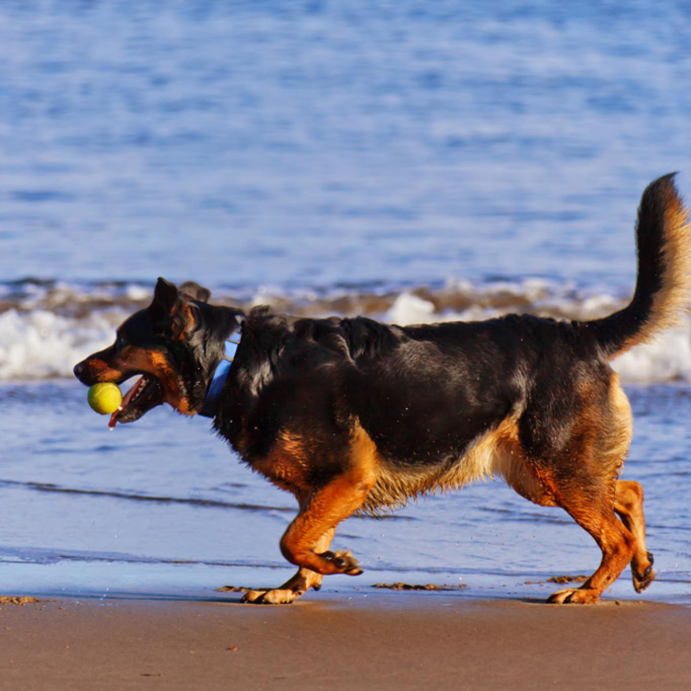 Nuestras Mascotas - Un día en la playa